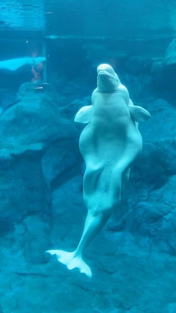 a large white shark swimming in an aquarium