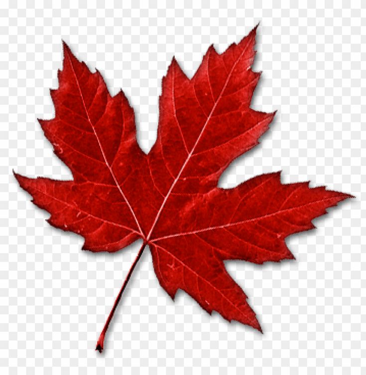 a red maple leaf on a white background