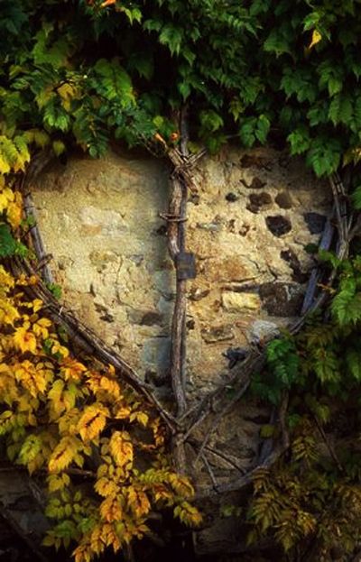 a heart shaped rock surrounded by leaves and vines with the words 5 funo da mundial del mediao anbientee