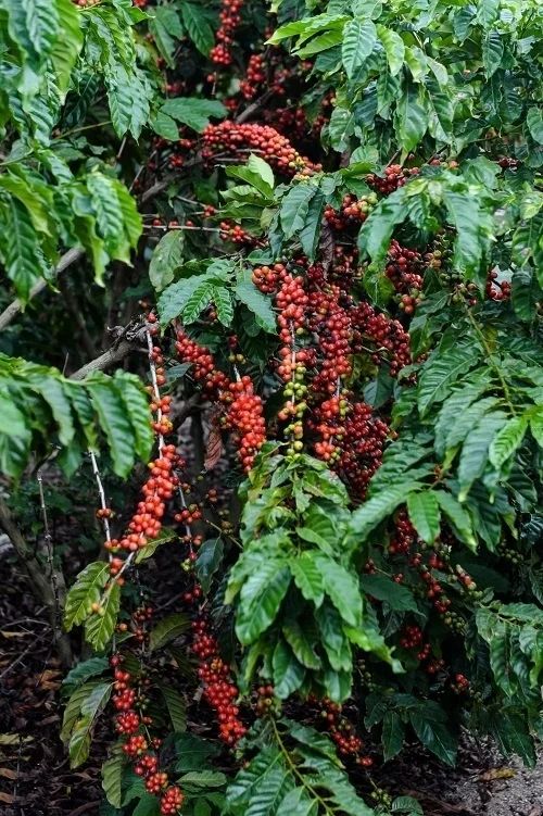 some red berries are growing on the tree