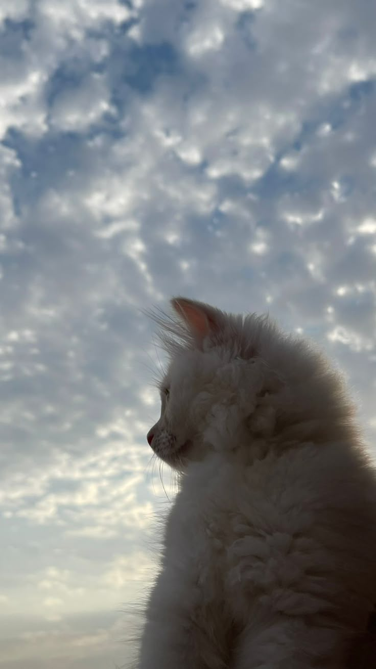 a fluffy white cat sitting on top of a window sill under a cloudy sky