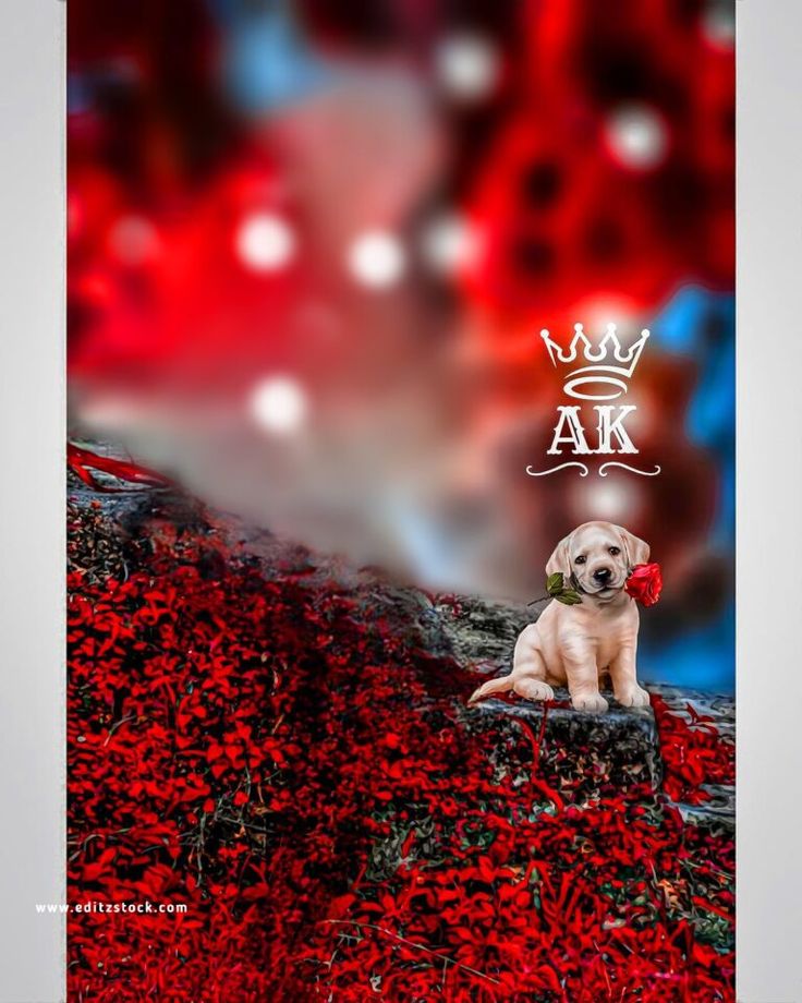 a dog sitting on top of a pile of red flowers with the words ak above it