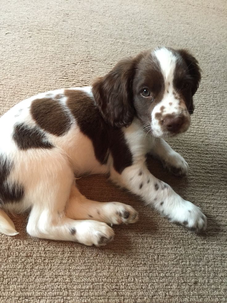 a brown and white puppy laying on the floor