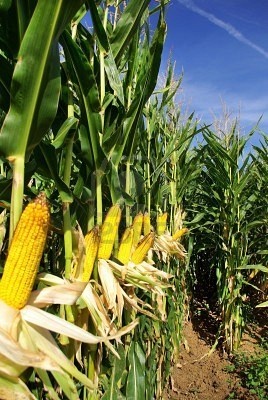 corn growing in the middle of a field