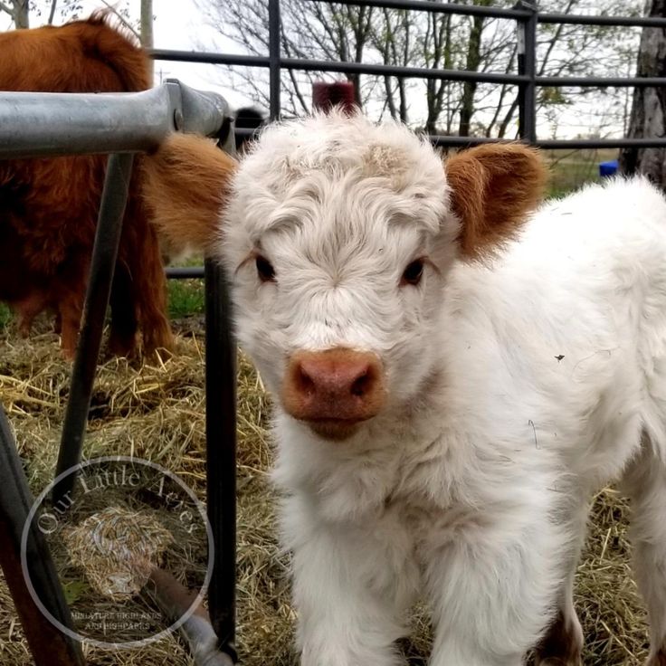 a small white calf standing next to a metal fence with other cows in the background