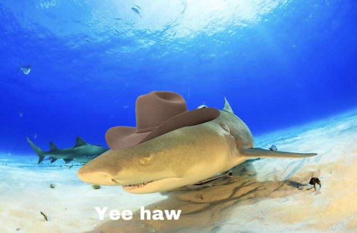 Lemon shark wearing a light brown cowboy hat with the words “yee haw” under it in white font. Goofy Shark Pics, Silly Shark Photos, Shark Discord Banner, Sharks Being Cute, Shark Reaction Pic, Shark Twitter Header, Silly Shark Pfp, Shark Pfps, Milk Shark