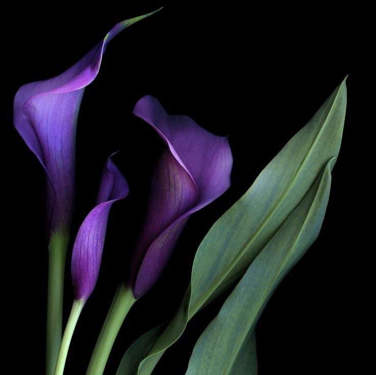 two purple flowers with green leaves on a black background