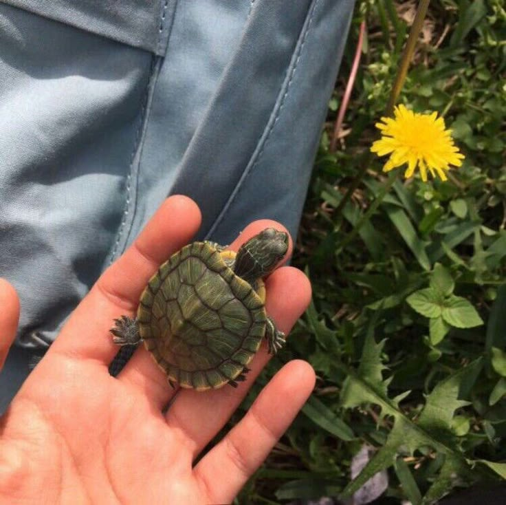 a small turtle sitting on top of someone's hand in front of some flowers