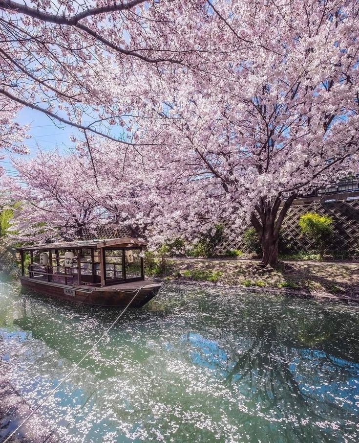 a boat floating on top of a river under cherry blossom trees