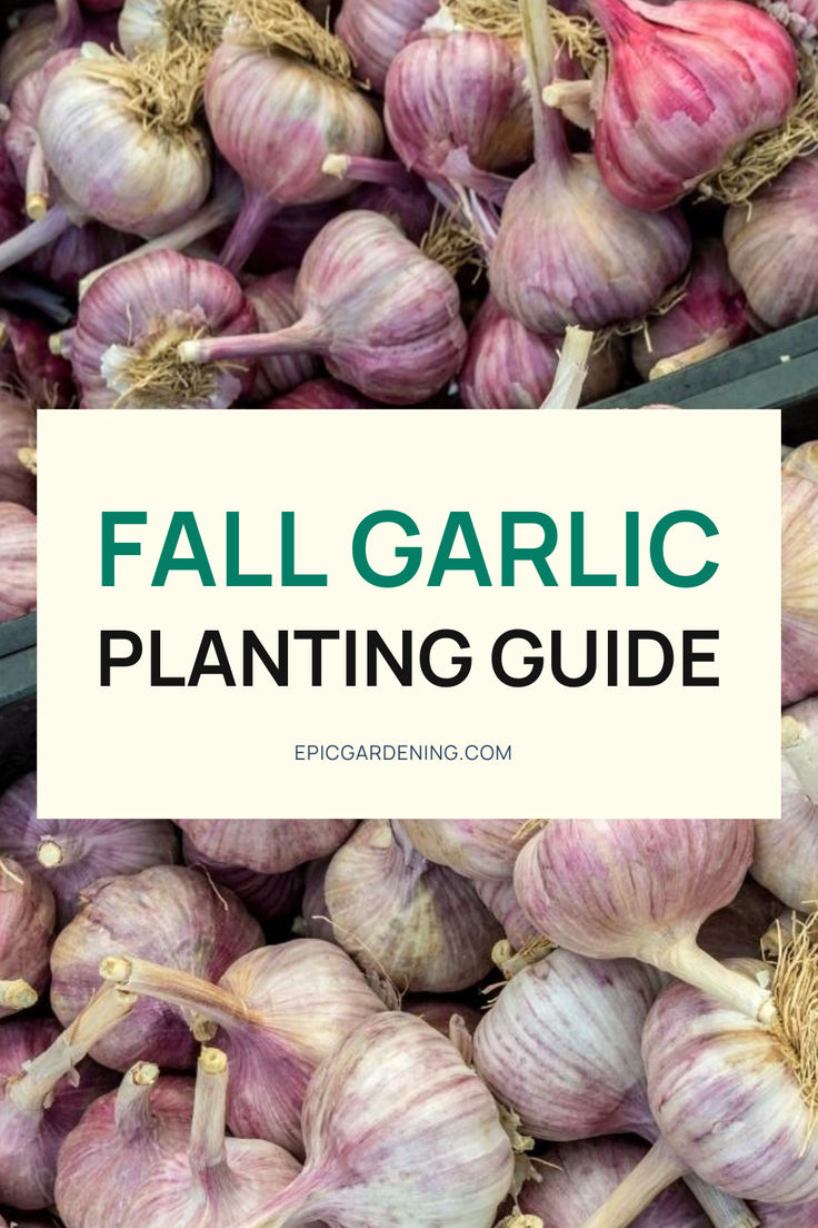 garlic is shown with the words, fall garlic planting guide on it and in front of them