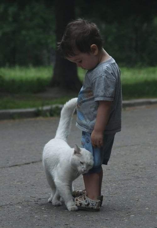 a little boy standing next to a white cat on top of a cement road with trees in the background