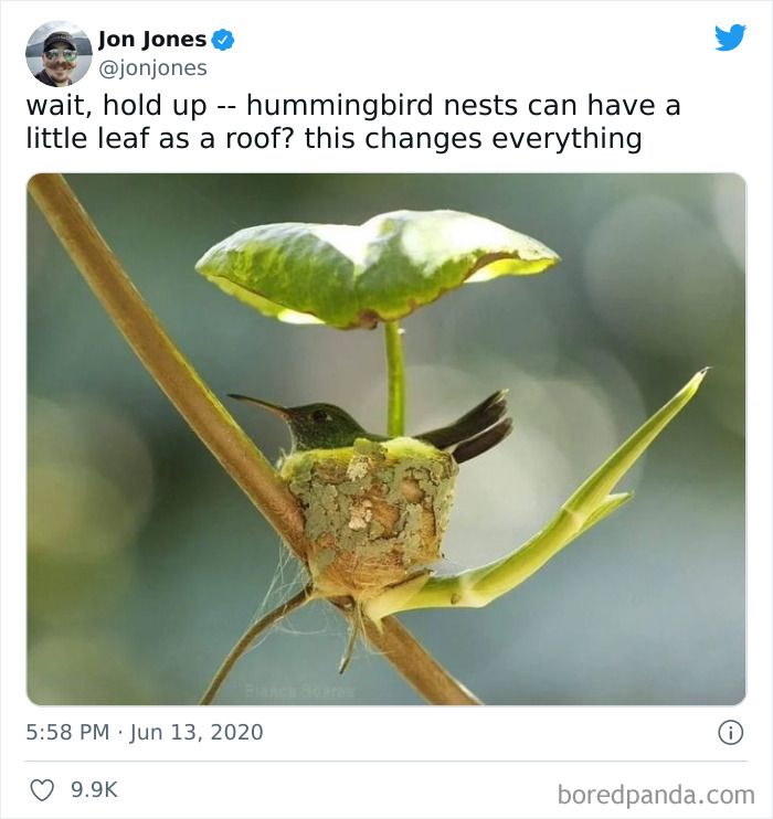 a small bird sitting on top of a tree branch next to a green leafy plant