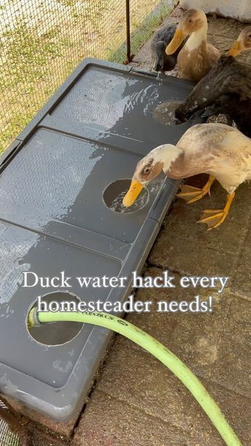 ducks are drinking water out of a trough