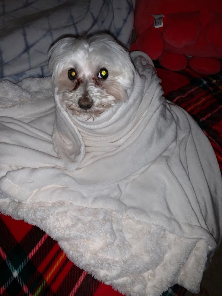 a white dog wrapped in a blanket on top of a red and green plaid bed