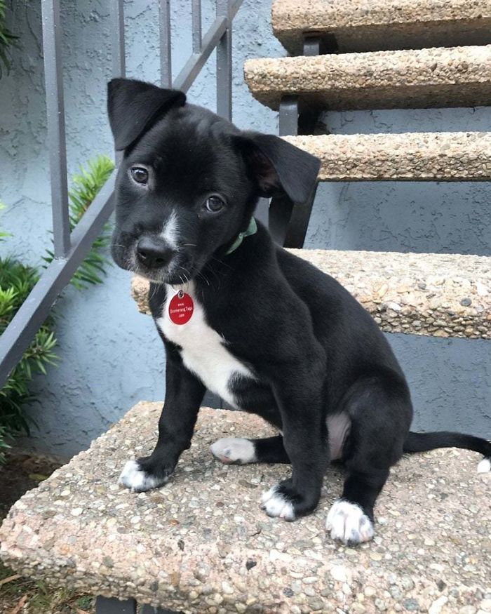 a small black and white dog sitting on top of a stone slab next to some stairs