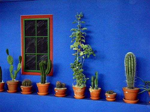 there are many different kinds of cactus in the potted plants on the shelf next to the window