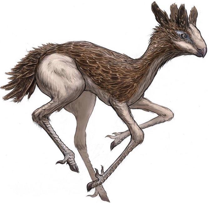 an illustration of a bird with long legs