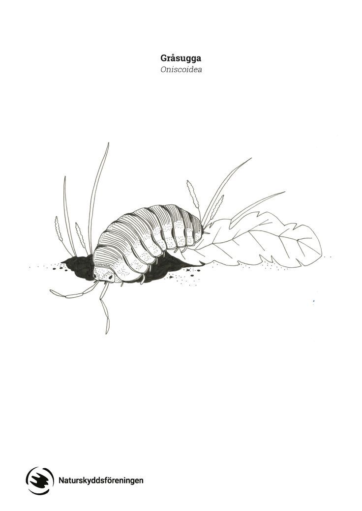 a drawing of a caterpillar crawling on a leaf with the caption's title underneath it