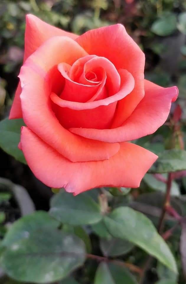 a pink rose with green leaves in the background