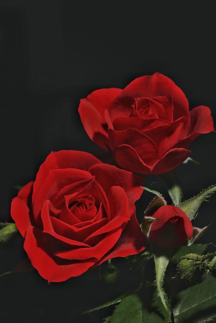 two red roses with green leaves on a black background