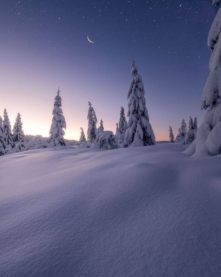 the night sky is lit up over snow covered evergreens and pine trees in an open field