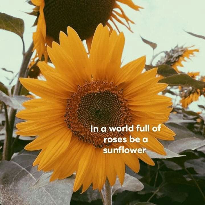 a sunflower with the words in a world full of roses be a sunflower