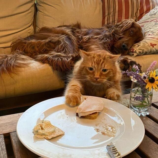 an orange cat sitting on top of a wooden table next to a white plate with food