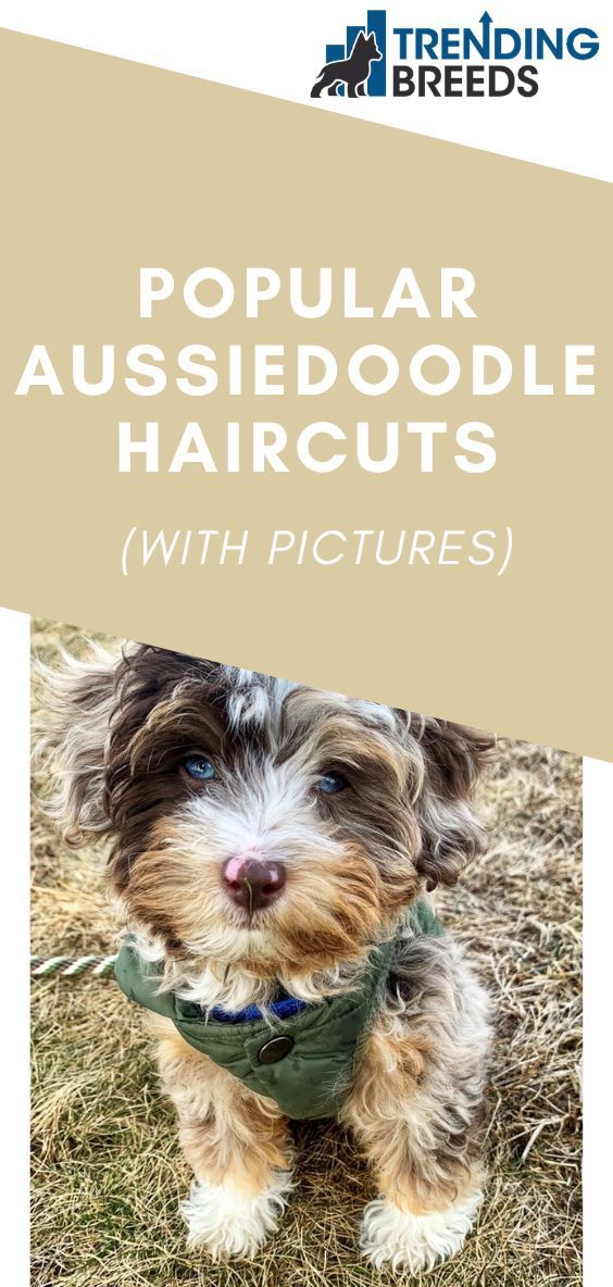 a brown and white dog sitting in the grass with text overlay that reads popular aussiedoodle haircuts with pictures