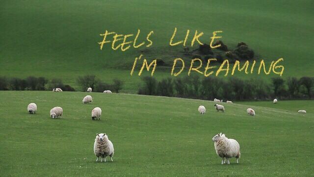 a herd of sheep standing on top of a lush green field