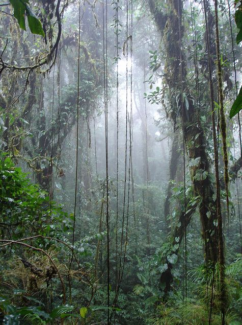 the dense jungle is full of trees and plants, while fog hangs in the air