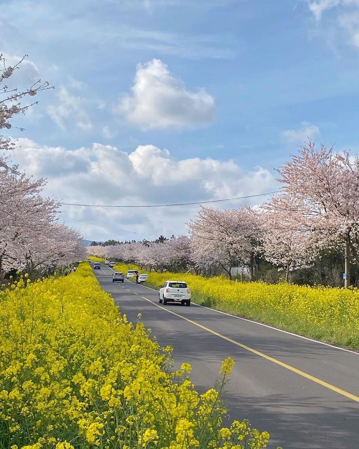 cars are driving down the road in front of blooming trees and yellow wildflowers