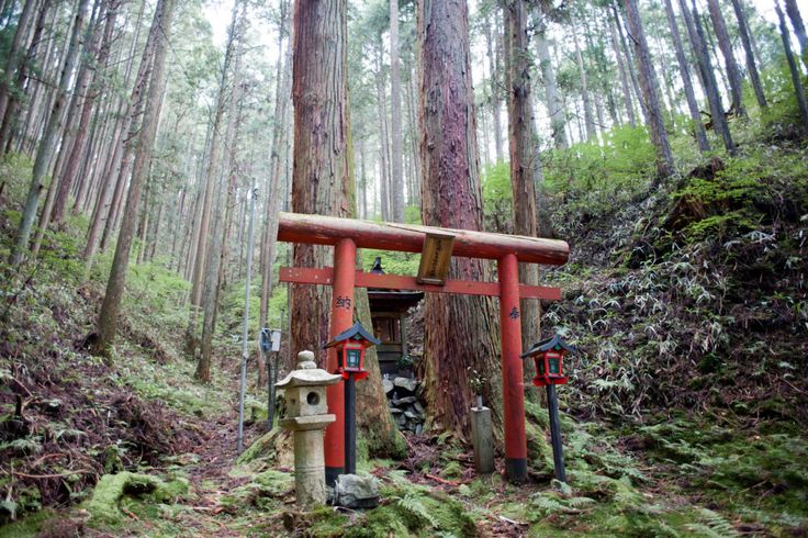 a shrine in the woods surrounded by tall trees