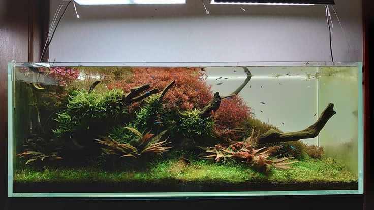 an aquarium filled with plants and fish in the middle of a wall mounted light fixture