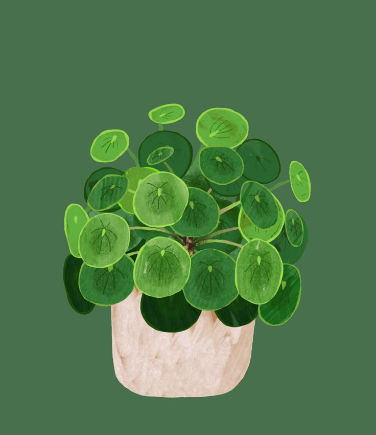 a potted plant with green leaves in it