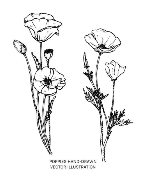 three flowers drawn in black and white with the words poppies hand drawn on it