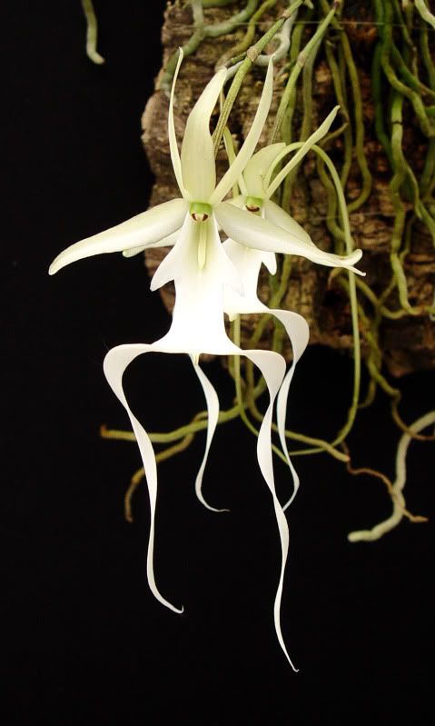 an orchid with white flowers hanging from it's stems