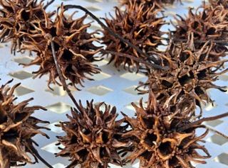 some very pretty brown flowers on a table