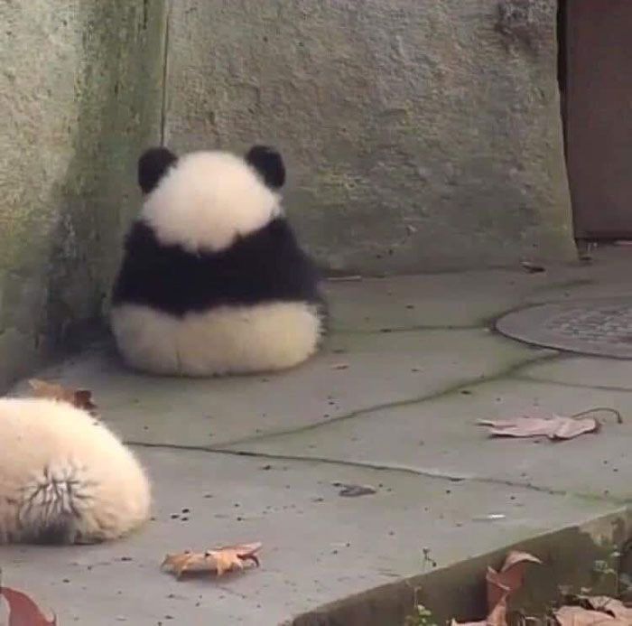 two panda bears sitting on the ground next to each other in front of a wall