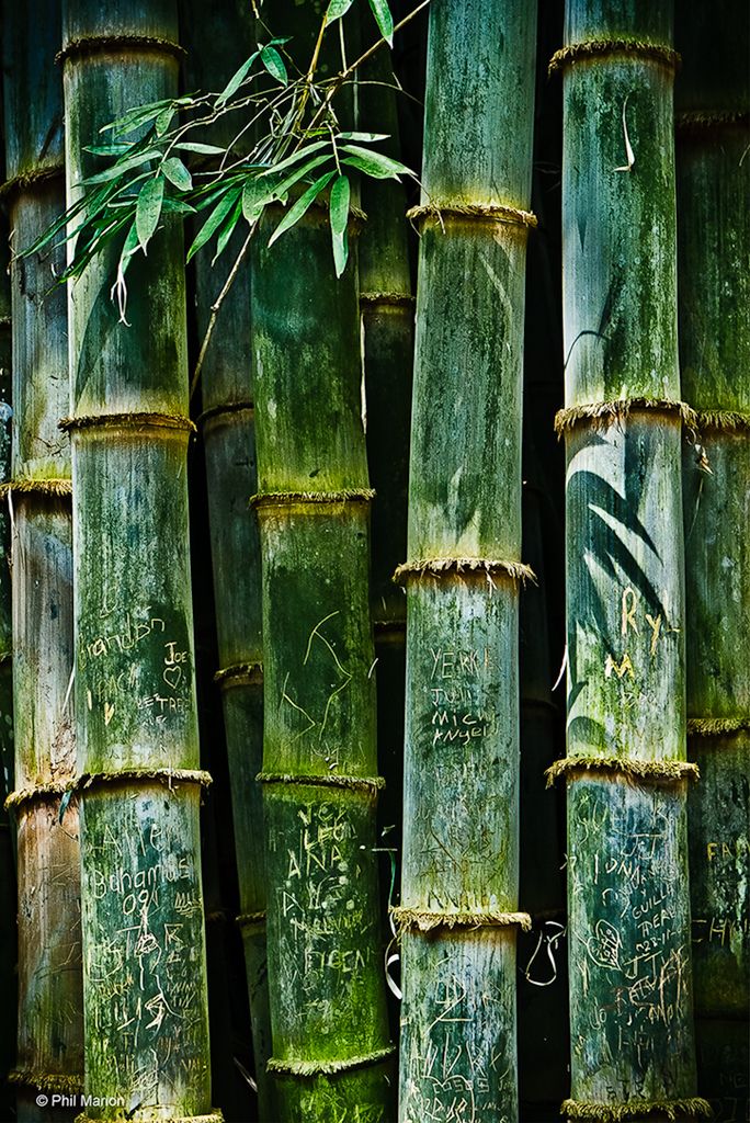 black and white photograph of bamboo trees with graffiti on them