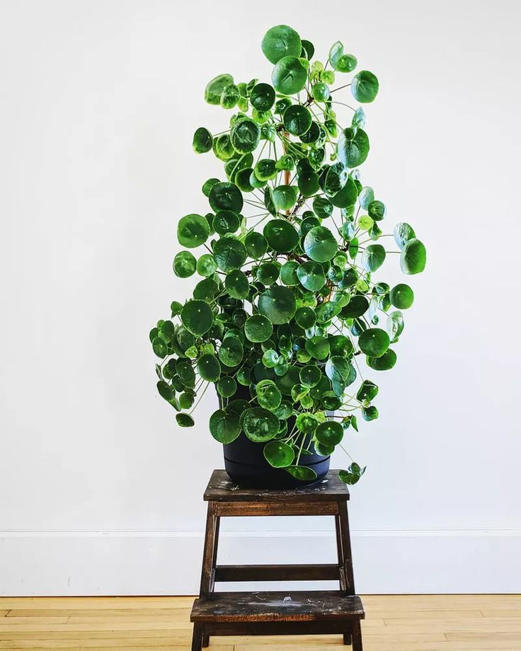 a potted plant sitting on top of a wooden stool in front of a white wall