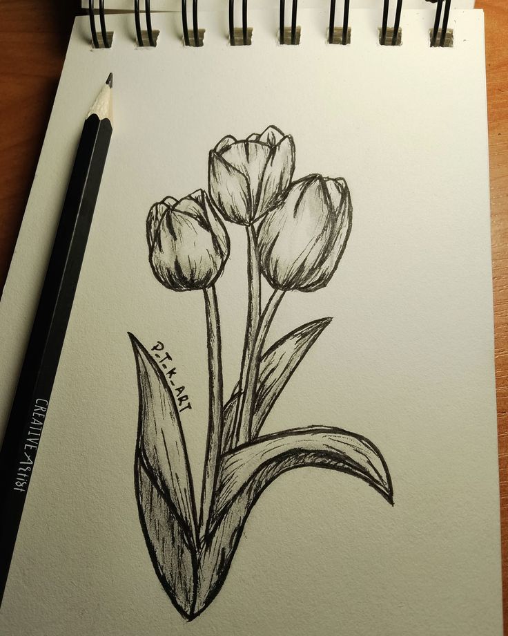 a pencil drawing of three tulips on paper