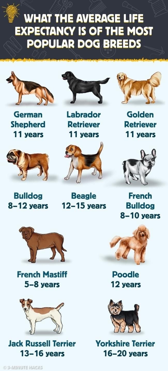 an info sheet showing the different breeds of dogs in each country, and their names