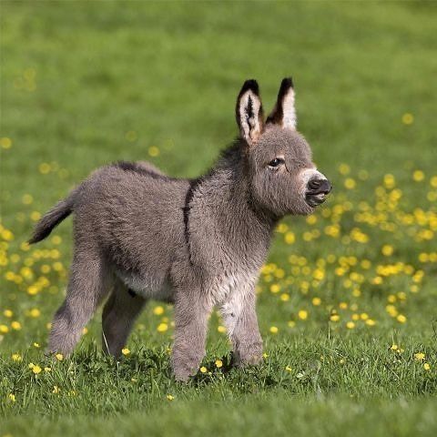 a small gray donkey standing on top of a lush green field next to yellow flowers