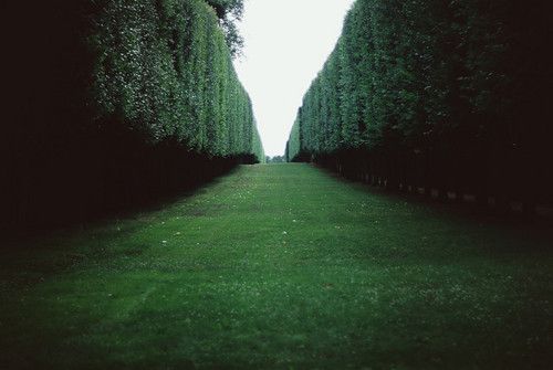 a row of trees in the middle of a grass field next to a road that is lined with hedges