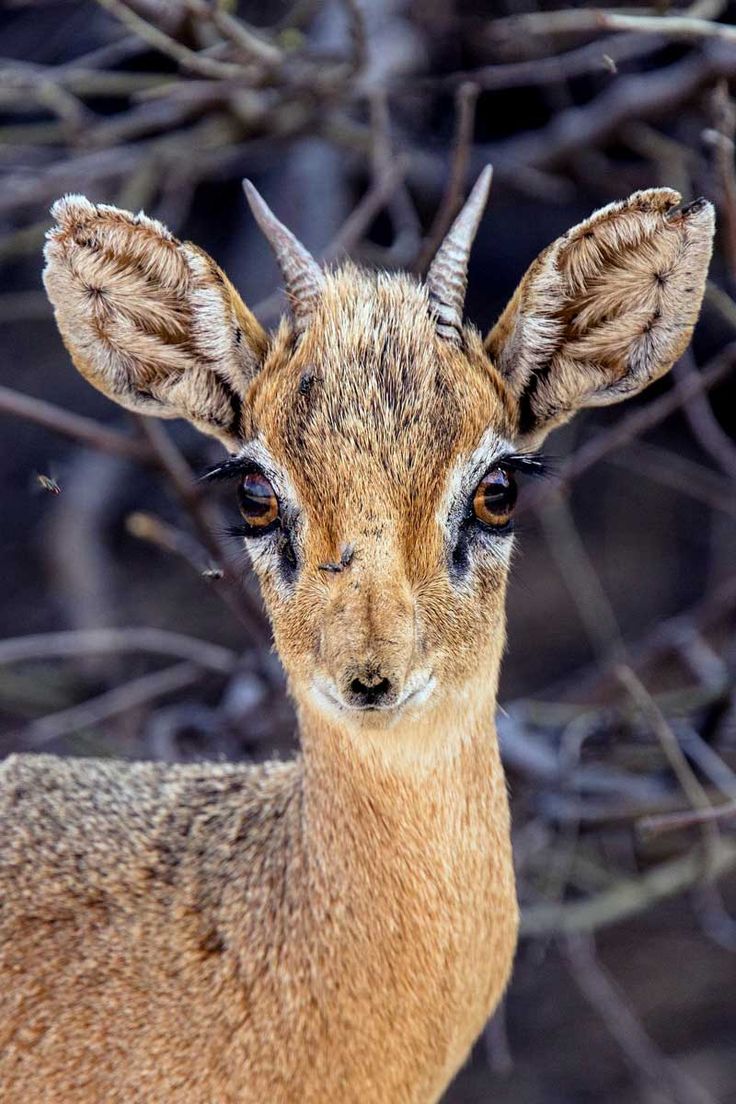 an animal with very large horns standing in front of some bare trees and looking at the camera