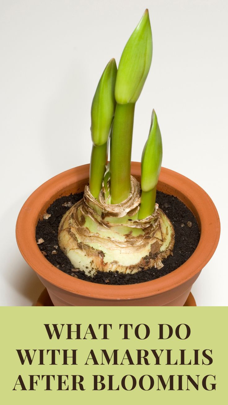 a potted plant with the words what to do with amaryllis after blooming