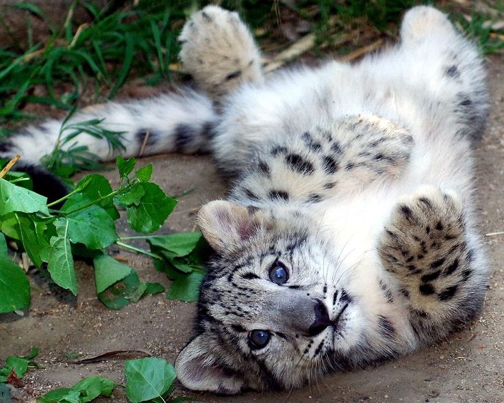 a white and black cat laying on its back