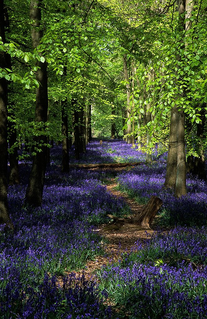 bluebells in the woods are blooming all over the place, and there is no image here to provide a caption for