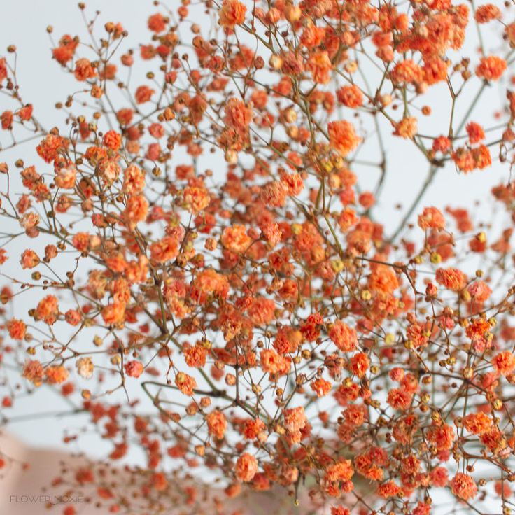 small orange flowers are growing on the branches