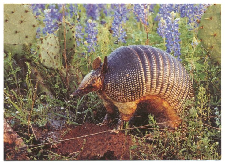 an armadile standing in the grass next to a cactus and bluebells